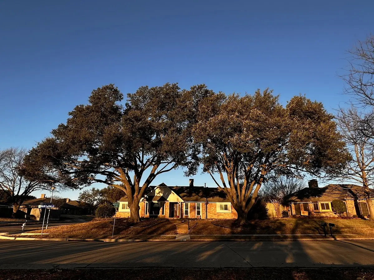 Established residential canopy tree shading a home in Sugartown