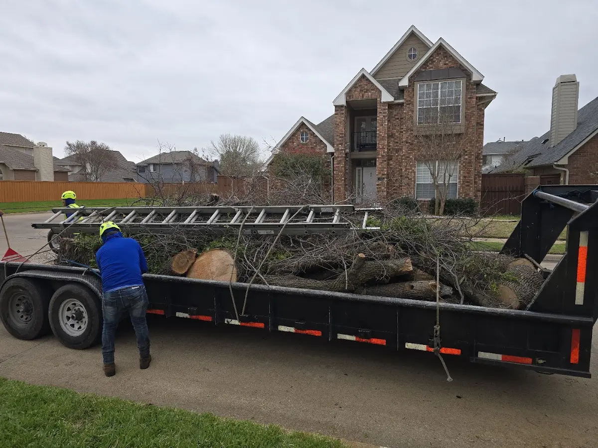 Expert Tree Pest Control with proper safety equipment in Sugartown